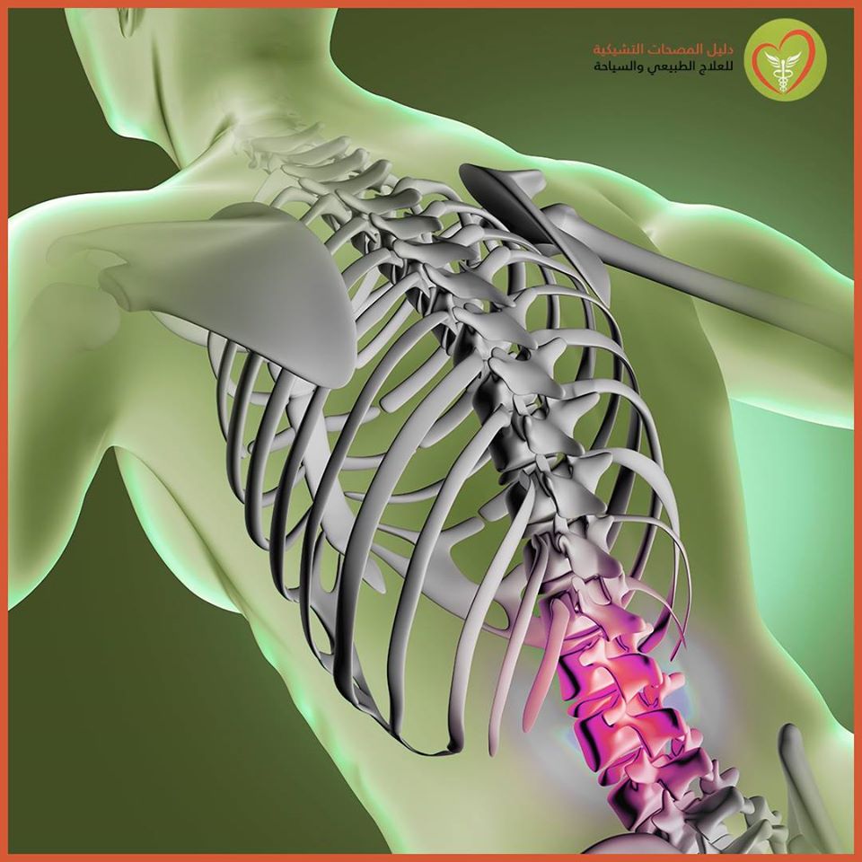 الفقرات القطنية